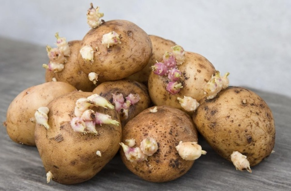 Konuyla ilgili risklere dikkati eken VM Medical Park Bursa Hastanesi Diyetisyeni Beyza Kse, &#8220;nsan sal zerinde birok olumlu etkileri olan patates, hasatndan nce ve sonra depolanma srasnda yaplan hatalar sebebiyle besin zehirlenmelerine hatta bunlara bal lmlere yol aabilir.