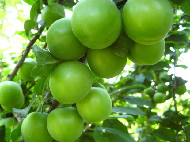 - Kilo vermek isteyenler iin en ideal besinler arasnda yeil erikte bulunmaktadr. Uzun sre tokluk hissi veren yeil erik ayn zamanda vcudun ihtiyac olan enerjiyi de salar. Ortalama gn ierisinde tketilen bir kase yeil erik, yeterli olacaktr.     - Hemen hemen ieriinde btn vitaminlerin bulunduu yeil erik, baklk sistemini glendirerek hastalklara kar direncini artrr. Mevsim geiinde tezgahlarda yerini alan yeil erik bu zellii sayesinde vcudun hava artlarna gre deien deiimini daha salkl gemesini salar.