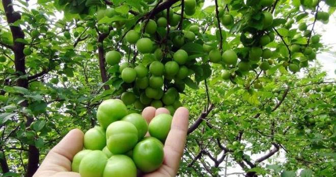 PROF. DR. BRAHM SARAOLU SE;    - Taze sklm can erik ve havu suyu kartrlp tketildiinde beyin saln koruduunu,     - zellikle geliim andaki ocuklarn tketmesi gerektiini,    - Zihin aan ve uzun sre enerji iin,    - Ter bezlerini altrarak zararl maddelerin karlmasn saladn vurguluyor.