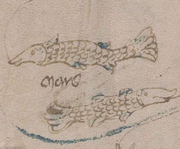 Gnmzde l bir dil olan Proto Latin'i deifre iin kullanan Cheshire, yazndaki sembolleri, bu dildeki kelimeler ve harflerle beraber inceledi.Sadece 2 haftalk incelemenin ardndan Cheshire, Voynich El Yazmas'nn ieriini ortaya kard.