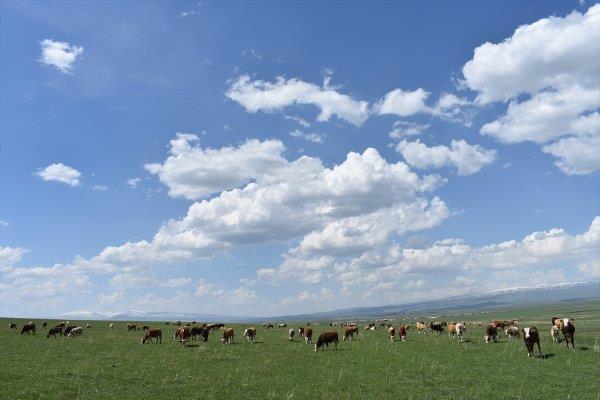 "RAMAZAN DOLAYISIYLA OK ZORLANIYORUZ"  oban Hikmet Aydn da oruluyken gnein altnda koyun otlatmann ok zor olduunu, ancak her trl zorlua katlandklarn belirtti.    Scaktan emsiye yardmyla korunduunu anlatan Aydn, "Sabah 06.00'dan akam 19.00'a kadar koyun otlatyorum, havalarn snmas ve Ramazan ay olmas dolaysyla ok zorlanyoruz. Srekli yrdm iin ok susuyorum, yoruluyorum, hava rzgarl olmad zamanda emsiye yardmyla gneten korunmaya alyorum." diye konutu.