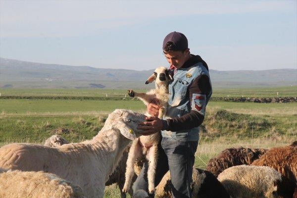 Scak ya da yal havadan genellikle emsiyeyle korunmaya alan obanlar, scaa dayanamayan yeni domu kuzular, ellerinden geldike kucaklarna alp emsiyle gneten koruyor.