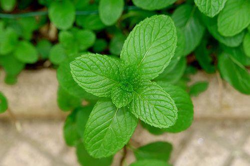 NANE    Gaz hem midede hemde barsaklarda oluan bir rahatszlktr. Tketilen yal, tuzlu, baharatl yiyeceklerin ortaya kard gaz, ikinlie neden olur. Yaplan aratrmalarda nane ferahlatc etkisinin yan sra zararl bakterileride azaltr. Gnde bir bardak tketilen nane ay hem barsaklar hemde midei rahatlatr.