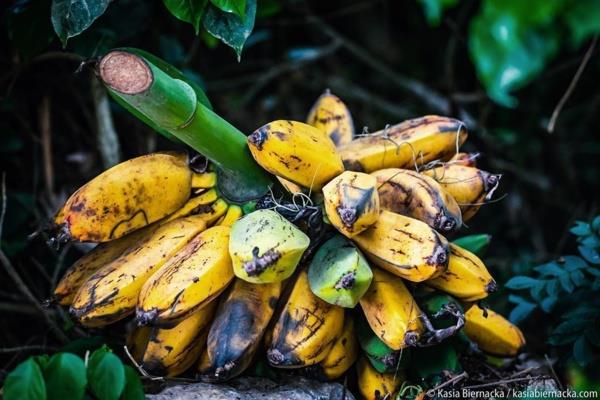 Kramplar azaltr: Gece bacanza giren krampn sancsyla hi uyandnz m? Eer bu durumu sklkla yayorsanz muz yiyerek stesinden gelebilirsiniz. Muzda yksek oranda potasyum bulunur ve bu da kaslarn daha az kaslmasna yardmc olur.