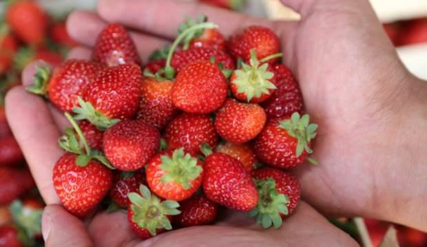 LEK    Nadiren grlen ilek alerjisi ocuklukta grlr. lerleyen yalarda atlatlabilir. Ancak atlatlmadnda ciddi sorunlara neden olabileceinden kiilerin dikkat etmesi gerekir.