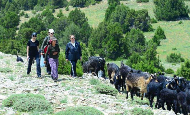 Yedi g�n s�ren 120 kilometrelik y�r�klerin yolculuklar�n�n son g�n�nde g�n boyu toplam 16 kilometre y�r�yerek derin kanyonlar� ve s�k ormanl�klar� geride b�rakarak Banaz il�esi s�n�rlar�nda Karake�ili Y�r�kleri'nin yaz� ge�irece�i yaylaya ula�an Kocab�y�k, zorlu yolcu�a tan�kl�k etti.