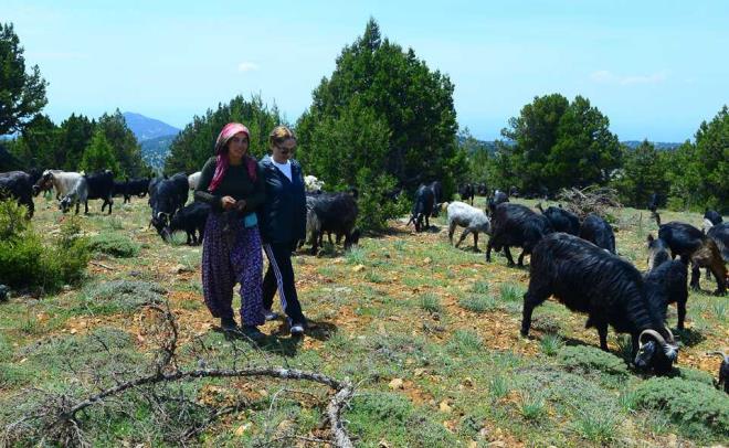 Denizli'nin �al il�esinden havalar�n �s�nmas�yla daha serin ve verimli otlarla kapl� yaylalara ula�mak i�in yola ��kan ve 6 g�n sonra U�ak'�n Sivasl� il�esine ula�an Karake�ili Y�r�kleri'nin bahar g���ne e�lik etmek isteyen U�ak Valisi Funda Kocab�y�k, AA ekibiyle birlikte Bulkaz Da�� eteklerinde y�r�klere kat�ld�.