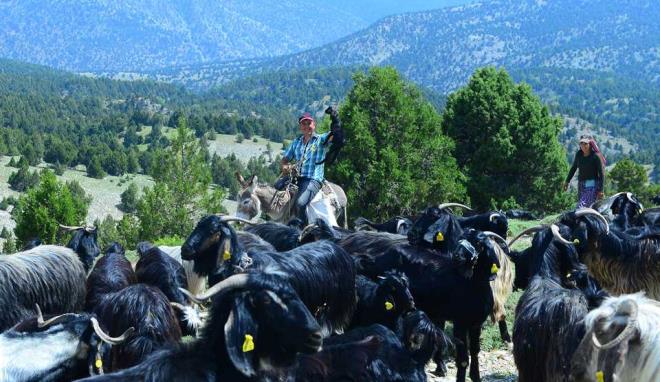 Karake�ili Y�r�kleri'nin her y�l ilkbahar ve sonbahar aylar�nda iki kez hayvanlar�na besin bulabilmek i�in g��t���n�, daha �nce AA ekibi taraf�ndan haberle�tirilen g��e bizzat tan�kl�k etmek istedi�i i�in onlarla y�r�d���n� s�yleyen Vali Kocab�y�k, y�r�k alilerinin kad�nl�, erkekli, �ocuklu uzun mesafeleri kat etti�ini anlatt�.