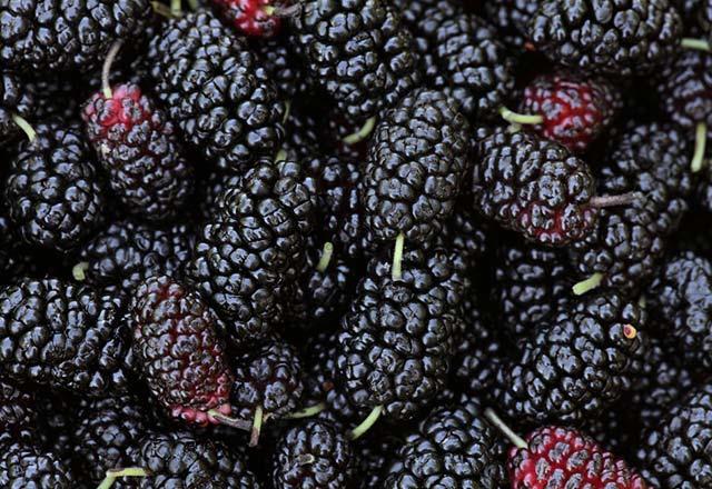 Kemikleri glendiriyor  <br>  erdii kalsiyum ve demir ile birlikte, az da olsa fosfor ve magnezyum, kemik dokusunun oluturulmas ve korunmas iin olduka faydal. Ya aldka, gl kemikler iin hatta kemik hasarn ve ykmn tersine evirerek, osteoporoz veya dier yaa bal kemik bozukluklar hastalklarn nlemek iin, mevsimindeyken gnde 1 ay barda dut tketmeye zen gsterin.  <br>    Erken yalanmay nlyor<br>    Beslenme ve Diyet Uzman zge al &#8221;Ciltte leke ve krkl azaltan ve salar salkl tutan dut, ierdii zengin bileenler ve A vitamini sayesinde cilt saln koruyor, erken yalanmay nlyor&#8221; diyor.