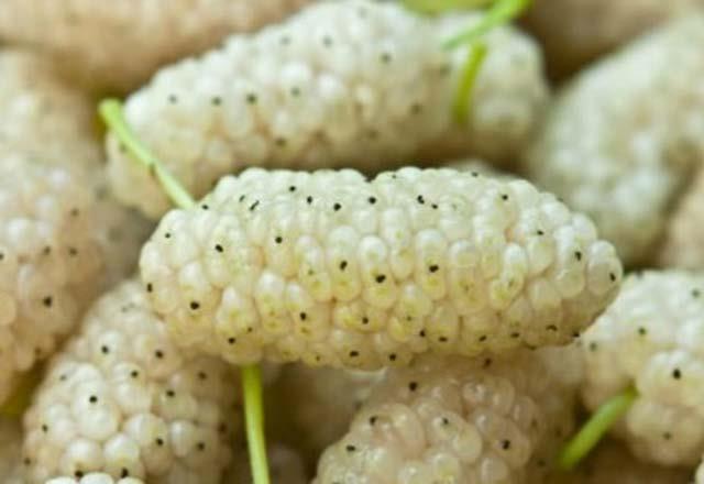 Kansere kar koruyor  <br>  erdii antioksidanlar sayesinde dut tam olarak kanser savar meyveler arasnda yer alyor. Dutlarda bulunan eitli antioksidanlar, hcrelere zarar veren serbest radikalleri engelleyerek vcudu kansere kar koruyor.   <br>    Sindirime yardmc oluyor<br>    Gnlk 1 porsiyon dut tketerek lif ihtiyacnzn yzde 10&#8217;unu karlayabilirsiniz. Pek ok taze meyve ve sebze gibi, ierdii sindirime yardmc lifler sayesinde dut da besinlerin barsaktan geiini hzlandrarak barsak hareketlerini dzenliyor. Bylece kabzln ve gaz ikayetlerinin nlenmesine yardmc oluyor.