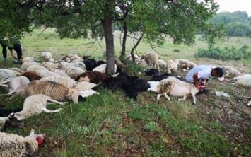 Eskiehir&#8217;de yldrm dmesi sonucunda bir aacn altnda korunan 55 koyun telef oldu.