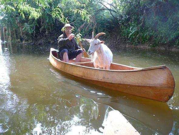 CEVAPLAR ifti nce keiyi karya geirir. Ardndan lahanay alr ve kar kyya brakrken keiyi geri alr ve yeniden dier kyya tar.