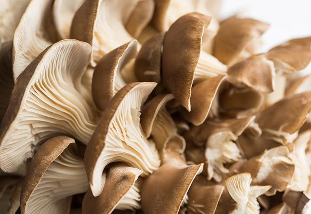 Kendi bahenizde dahi bulabileceiniz baz mantarlar halsinatif etki yaratrken, bazlar lme kadar giden ok daha ciddi zararlar tekil edebiliyor. Gvenli olduuna emin olmadmz mantarlar tketmemek gerekiyor.