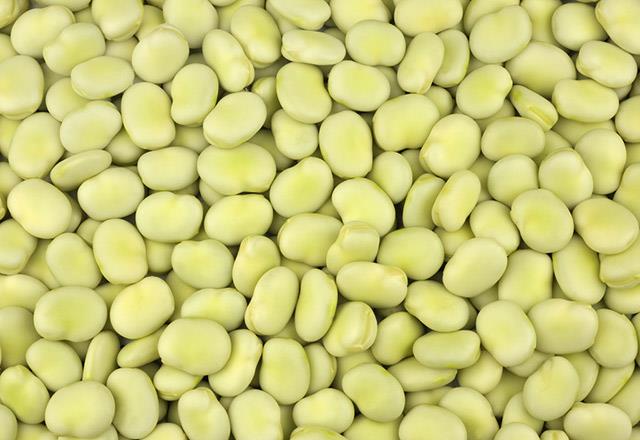 Ham fasulye, fitohemaglutin olarak bilinen zehirli bir madde ierir. Bir avu kadar fasulye tketimi sonras kusma ve ba ars gibi belirtilerle zehirlenme kendini gsterir. Bununla birlikte, fasulye piirildiinde toksin nemli lde azaltlr.