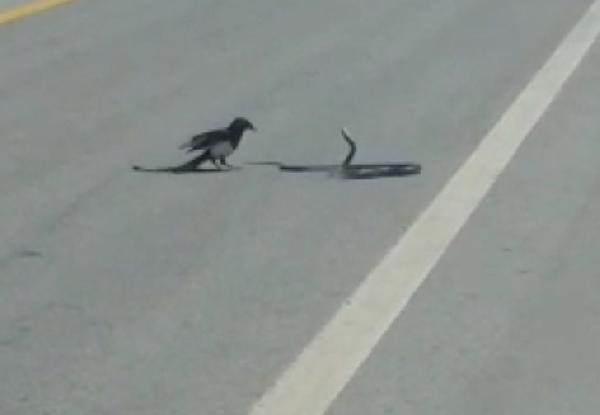 Src, cep telefonu kamerasyla saksaann, ylan avlad anlar saniye saniye grntledi.