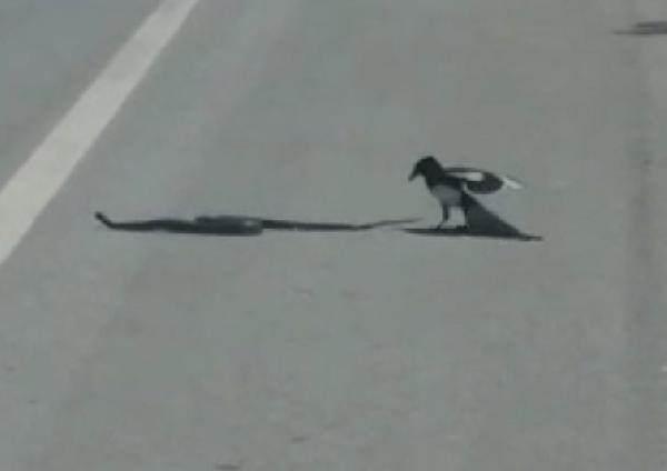 Tunceli-Pertek yolunda giden src, saksaan ile ylan yol ortasnda grnce aracn durdurdu.