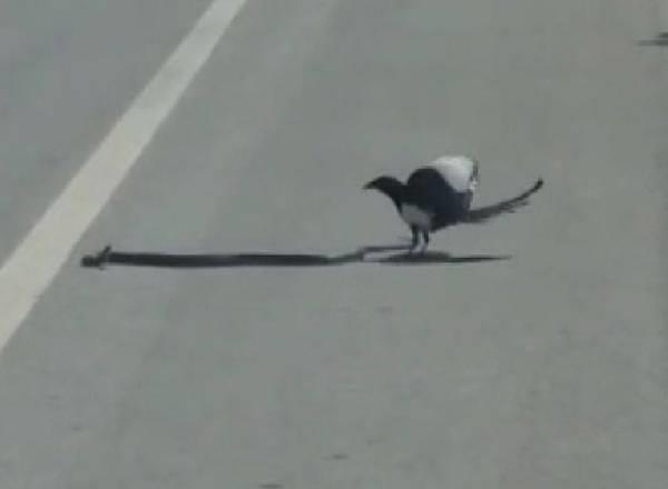 Grntlerde; saksaann sekerek, ylan gagasyla yaralamaya alt, ylann da kaamad anlar yer ald.