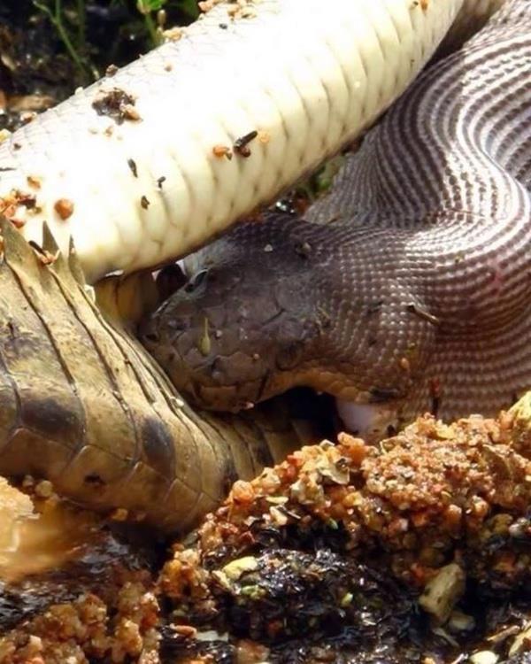 "Piton ylanlar normalde azna sdrabildii her eyi yer ama bu durum olduka nadir. nk timsahlarn trtkl derileri onlarn yutulabilir olmasn engelliyor" diyor Jones.