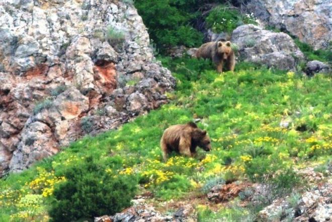Alucra, ebinkarahisar ve amoluk krsallarndan yaplan ilk almalar sonucu, aralarnda aylarnda bulunduu yaban hayvanlar envanterinin kartlmas almalarnn yl ierisinde de devam edecei renildi. Fotoraflanan yaban hayvanlar arasnda aylar, da keileri, ku trleri ve tavanlarn yan sra birok yaban hayvan fotoraflanarak kayt altna alnd.