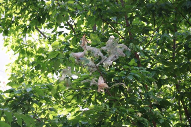 Trtllar en ok Kadky'de 19 Mays Mahallesi'ndeki 19 Mays Park'nda grld.  Aalar saran trtllarn okluu evre sakinlerini huzursuz etti. Bir evre sakini trtllarn ayn blgede geen yl da park sardn hatrlatarak, unlar syledi: