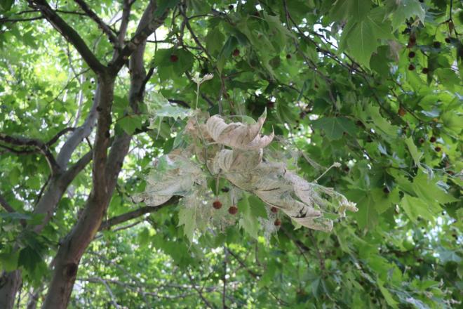 <b>Simsiyah oluyor evin duvarlar, 10'uncu kata kadar kyorlar:</b> "Geen sene ok mcadele ettik. Evin iine dahi girecekti gerekten. Bir gn cam atm, duvarlar simsiyaht. Ne olduunu anlayamadm. Fotorafn ektim, internetten aratrdm. Trtl olduunu rendim. Defalarca belediyeye telefon atk. Nihayet geldiler, ilaladlar. Ama hemen kaybolmuyor. Duvarlar ilalamyorlar, aalar ilalyorlar. 1 ay sonra tamamen kesildi. ok muzdaribiz. Aalar yok ediyor. Henz grmedim ama btn aalar sararm durumda. Dier aalar da bu parktaki aalarda sararma balam. Bunun mcadelesini istiyoruz. Bu yl hi grmedim, bu yzden tel yaptrdm camlarma bu sene karsa diye. Simsiyah oluyor evin duvarlar, 10'uncu kata kadar kyorlar."