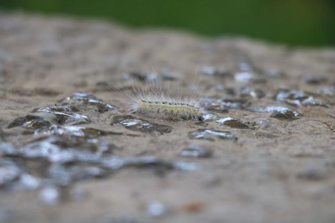" Amerikan Beyaz Kelebei trtlyla mcadele ediyoruz. Bu kapsamda ilemiz dahilinde bulunan zel mlkiyetler, kamusal alanlar, sokaklar, caddeler, parklar gibi her alanda uygulam olduumuz biyolojik bir yntemimiz var. Bir bakteri uygulamas yapyoruz. 'Bacillus thuringiensis' uygulamas yapyoruz.  Bu uygulama biyolojik, sadece trtla etki ediyor,  dier canllara herhangi bir ekilde zarar vermiyor.
