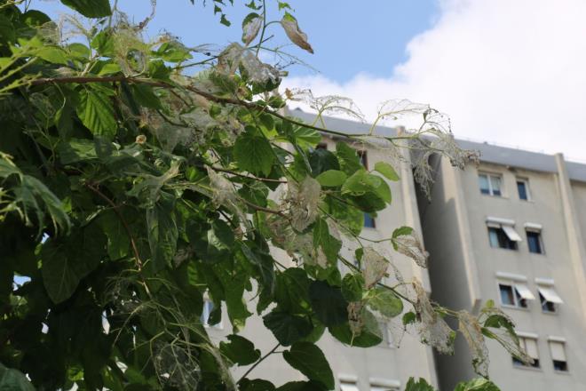 <b>    Trtllar oalacak: </b>Parktaki sahipsiz hayvanlar besleyen Rauf Tankal ise, " Bizim 19 Mays Mahallesi Park'nn canllaryla urayorum. Benim de evde kpeim var. Onlar sk sk karyoruz parkmza. Buras stanbul'un en gzel parklarndan biri. Buras ocuklarn ve byklerin dinlence alan olarak ok gzel bir yer. Trtllarn aalardan kaynakl bir yumurtlama dnemi var. u anda trtllarmz ok fazla. Daha ok oalacak. Bunlara ok dikkat etmemiz gerekiyor nk kedi ve kpeklerin anormal ekilde hastalanmalarna neden oluyorlar" dedi.