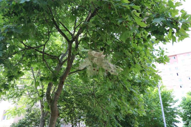 Bir baka evre sakini de trtllar oturduu binann d duvarnda grdn belirterek, "5-6 tanesini attm" diyerek,  nlem alnmasn istedi.