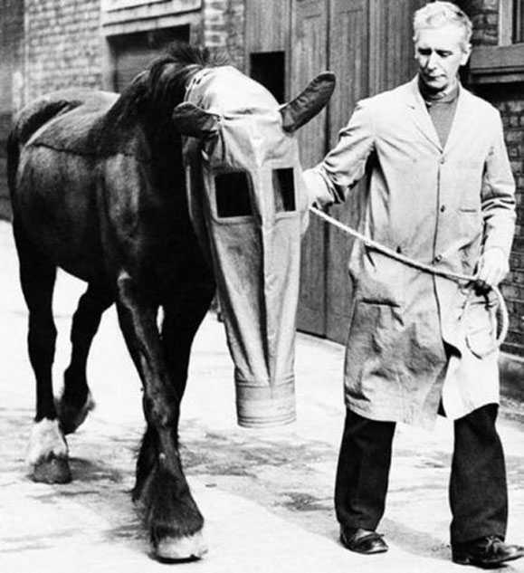 Birinci Dnya Sava&#8217;nda atlarn fosgen gibi zehirli gazlardan etkilenmesini nlemek iin gaz maskesi kullanld&#8230;