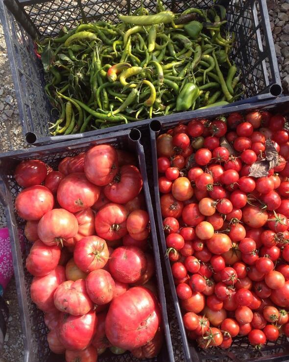 te Burak Hakk'nn yetitirdii mahsuller....