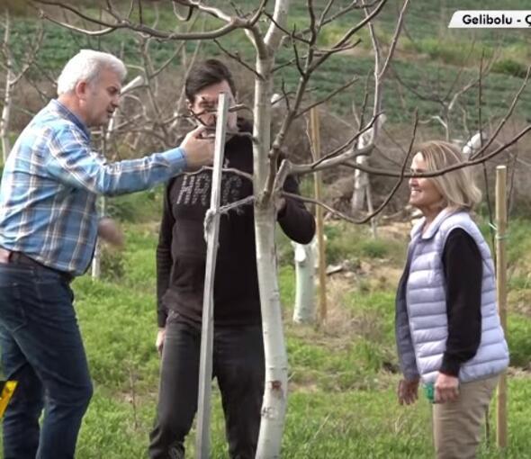 10 yl nce bu kadar ceviz aacm yoktu. Bu arsay aldm zaman genelde burada zeytin yetitiriyorlard.