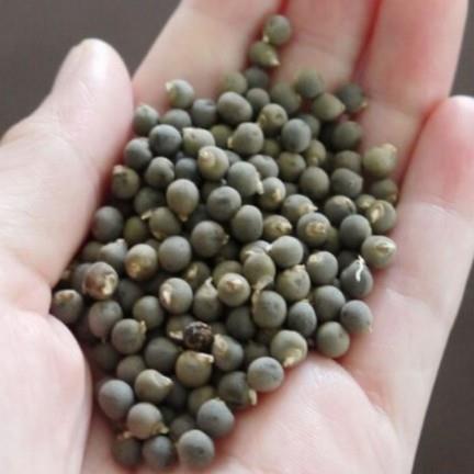 Kolon kanserini engeller <br>    Bamya tohumunun ierdii besin maddelerinin kolon kanserine yakalanma riskini azaltt yaplan aratrmalarla ortaya kmtr. Kolon kanseri genelde hareketsiz kalan vcut ve sindirim sisteminde meydana gelir, bamya bu sorunu ortadan kaldrabilir.  <br>    Astm iin kr<br>    ekilerek toz haline getirilen bamya tohumunun iine bal ve zeytinya eklenir. Macun kvamna gelen bu karm her sabah a karnna bir ay ka iildiinde astm ve bronite son verir.