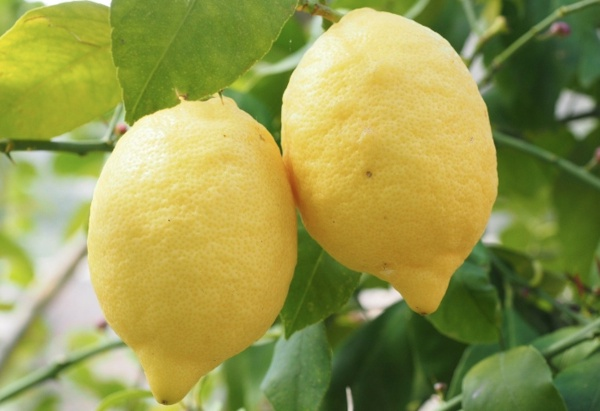 Daha iyi nefes alrsnz: Uyumaya altnzda bir de burnunuz tkanyorsa Antioksidan ve antibakteriyel olan limonun burun deliklerinizden ieri girmesine izin verin.