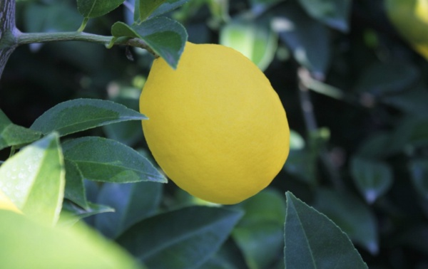 Limon kokusu ortaya ktnda sizi sadece ferahlatmakla kalmaz, salnz iin de olduka iyidir. Ayrca daha rahat uykuya dalabilmek iin uyumadan nce komodinin zerine limon koymay deneyebilirsiniz. Peki bu ilemin bize ne gibi faydalar olacak?