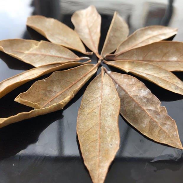 DEFNE YAPRAININ FAYDALARI NELERDR? DEFNE YAPRAI NERELERDE KULLANILIR?    - Defne yapra st solunum yollar hastalklar iin ay yaplarak tketilir. Yksek analjezik zellii olan defne yapra boaz enfeksiyonuna neden olan hcreleri azaltr. Balgam sktrc etkisi ile boazlar temizler. Bir bardak suyun iine 2 defne yapra atp 5 dakika kaynatn. 1 dakika bekledikten sonra szp ierisine bir tatl ka bal ekleyip tketiniz.     - Yksek atelenemler esnasnda 5 bardak suyun ierisine 10 tane defne yapra atp kaynatn. Daha sonra souyan suya temiz bir bez parasn bu suya batrp gs, ense ya da alnnza koyun yarm saatte bir deitiriniz.