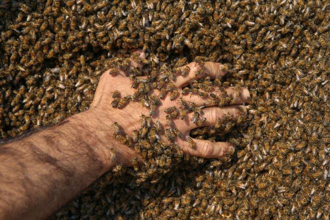 "nc denemem baarl geti"    Yaptnn risk tadn ve denemesi sresince vcudunun birok yerinin arlar tarafndan sokulduunu belirten Semo, "nc denemem benim iin ok baarl geti. Hedefim 63 kilo 700 gram olan dnya rekorunu krabilmek. Destek verilirse Allah'n izniyle bu rekoru kracam. " dedi.