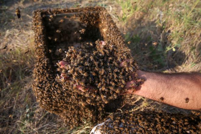 Yaklak 2 saatlik almann ardndan bedeninin byk blm arlarla kaplanan Semo, AA muhabirine yapt aklamada, bu rekoru tek bana krmasnn zor olduunu, meslektalarnn desteine ihtiya duyduunu syledi.