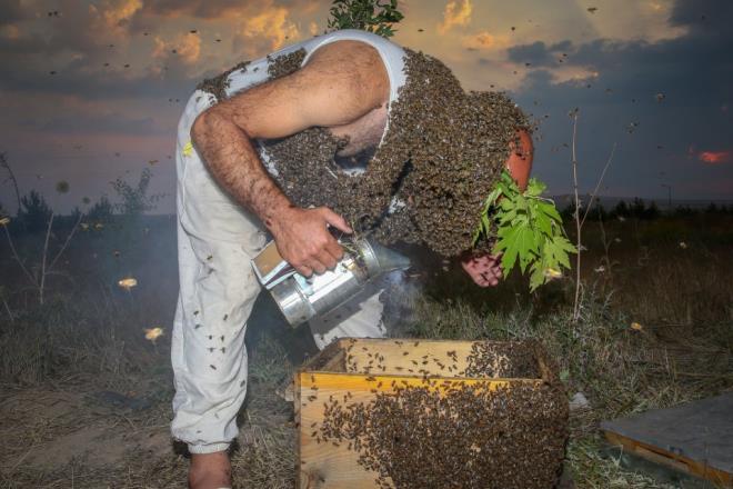 Ben arlarla bydm saylr. Yaklak 33 yldr arlarn iindeyim. Artk vcudum ar sokmasna kar baklk kazand. Onlarn dilini iyi bilirim. Arlar zerime ekmek iin hibir ey kullanmadm. Temiz bir kyafet yeterli. Onlarla urarken eldiven ve ou zaman balk da kullanmyorum. Yalnzca kovan alp zerime boalttm."