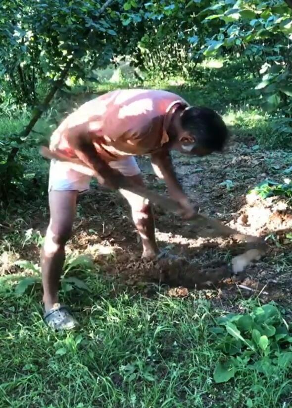 Kendini ev ilerine kaptran nl oyuncu apa yapp trpanla ot biti.iftliinde fndk aalar da bulunan Uygun hasat ncesi hazrlk yapt.