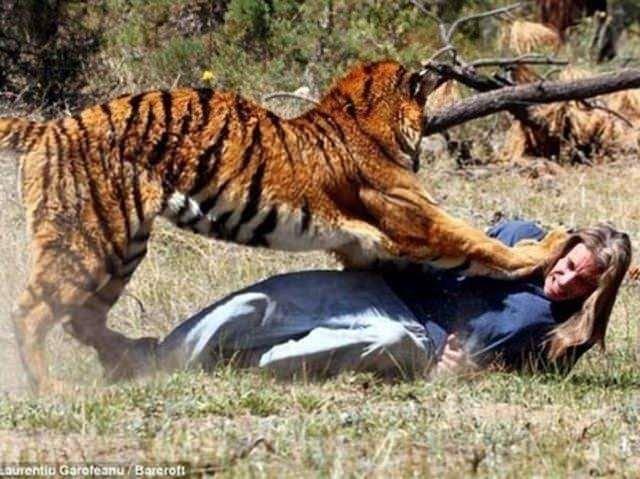 Kaplan, Miller' yaralad. Olay fazla bymeden kaplan etkisiz hale getirilirken, Miller'da hastaneye kaldrld.