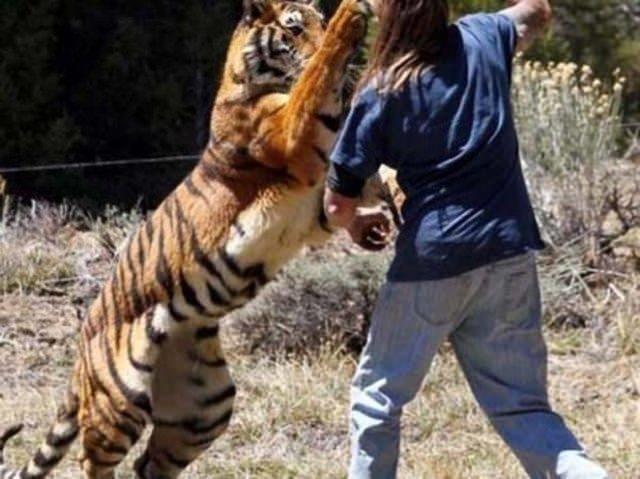 Ne kadar eitimli de olsa vahi bir kaplanla aka olmayacan Miller da anlad.