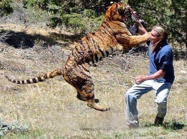 Eittii kaplanlar Son Samuray, Gladyatr ve Transformers 2 gibi filmlerde oynad.