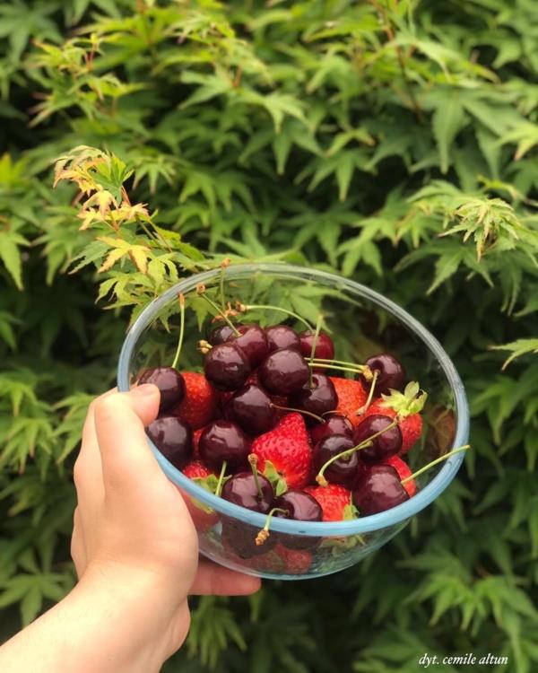 Diyabetli kiiler meyveyi ne zaman yemeli?  Bir baka iddia, diyabetli kiilerin meyve yemesi iin en iyi zamann yemekten nce veya 1-2 saat sonra olduu ynndedir. Diyabeti olan kii meyveleri ayr ekilde yemekten ziyade, meyveleri protein, lif veya ya oran yksek dier gdalarla beraber tketerek yarar salayabilir. Buna ek olarak, yemekten nce bir meyvenin tadn karmak, midenin daha abuk dolmasna yardmc olduu iin kiinin ar yemesini engellemeye yardmc olabilir.