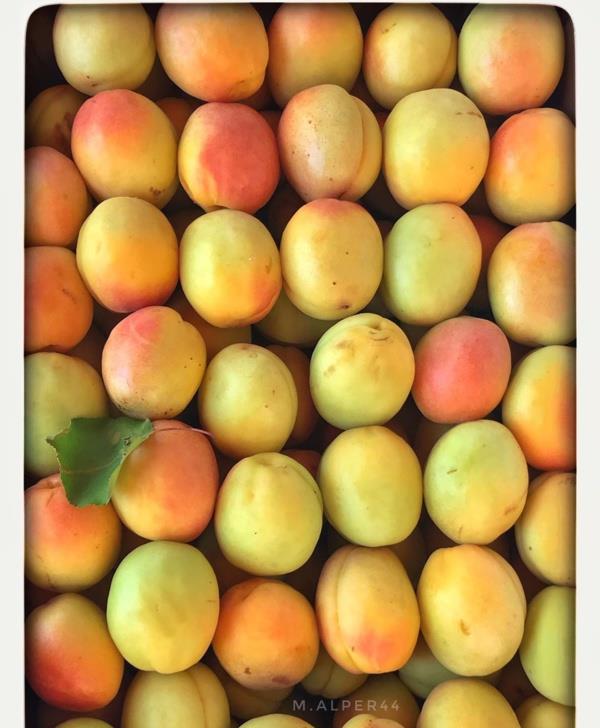 Kilo kayb iin meyve yemek ie yarar m?  Genelde meyve yemenin sihirli bir zamanlamas olmamakla birlikte, kilo verme hedefi olan bir kii meyve yeme zamann daha iyi ayarlayabilir. Yemekten nce besleyici dk kalorili meyvelerin tketilmesi, kiinin kendisini daha doymu hissetmesine yardmc olur ve bu nedenle yemek srasnda veya sonrasnda fazla yememelerini salar. Bir nn yannda meyve yemek, kiinin daha az yksek kalorili yiyecek yemesine yardm eder. Yksek kalorili attrmalklarn gnn herhangi bir saatinde meyvelerle yer deitirmesi kilo vermeyi destekleyici harika bir yoldur.