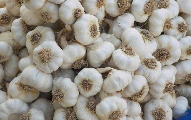 SARIMSAK    Doada bulunan en gl antibiyotiklerden biri olan sarmsak buzdolabna konulduunda bir sre sonra bakteri retir. lk bakta bu ok fark edilmez. Ancak tketildiinde barsaklarda kurtlanmaya neden olabilir. Ayrca bakteri reten sarmsak vcutta mantar hcrelerinin oalmasna sebebiyet verebilir.