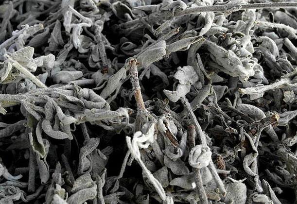 &#8220;Adaay ve biberiye &#8221;  <br>Trkiye&#8217;de sklkla tketilen adaay bitkisinin de hafzann glenmesine, hatrlama yeteneinin artmasna yardmc olduunu belirten Terekeci, u bilgileri verdi: &#8220;Alzheimer ve demans hastalklarnn geliiminin nlenmesinde byk etkisi vardr. erdii luteolin ve apigenin gibi antioksidanlar sayesinde de yalanmay geciktirici zellii bulunur. Hekim kontrolnde olmak kaydyla piyasa da var olan adaay kapslleri kullanlabilecei gibi ya da kymetlidir. Gnde 2 bardak aynn tketilmesi de olduka faydaldr.&#8221;