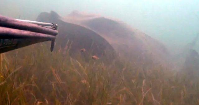 Dev vatozu avlamak yerine, grntlemeyi setiini anlatan Mjdat Turan, 'Onu avlamak, o hayvan sadece ldrmek olurdu. Yararlanmayacaksak bu hayvana ve doaya zarar vermemek gerekir. Onu avlamamak benim iin daha etik bir davrant. Onun iin avlamadm ve suyun altnda sadece szln izledim. Bu benim iin ok heyecan vericiydi. Ne kadar korksam da bu heyecan yaamak ok gzeldi. Onu izledim, ekimlerimi yaptm ve sosyal medyada takipilerim ile bunu paylatm. Herkes hayranln ifade etti. Denizin altnda bu kadar yl, hibir tuzaa yakalanmadan, bu bykle ulamas gerekten ok artc. nk denizlerimizde onlarca tuzak var. Bu tr vatozlar da olta ve a gibi tuzaklara yakalanp yok oluyor. Bu baln bu kadar gizemli bir ekilde karanlk sularda bu boyutlara ulamas beni de, takipilerimi de artt dedi.