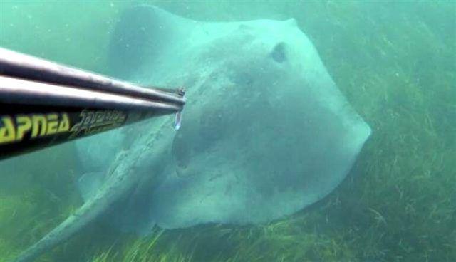 anakkale'de byk balklar avlamasyla tannan rekortmen dalg Mjdat Turan (46), boazda trofe av iin yapt dal srasnda, zehirli ve ok tehlikeli olan yaklak 3 metre boyunda devasa vatoz baln grntledi. O an, vatoz tarafndan ldrlen Avustralyal nl belgeselci, timsah avcs Steve Irwin'in aklna geldiini belirten Turan, "Boazlarda bu byklkte bir vatozu ben ilk defa gryorum. Yaklak 3 metre boyunda ve 100 kilo arlnda, kuyruu ise kolumdan daha kalnd" dedi.