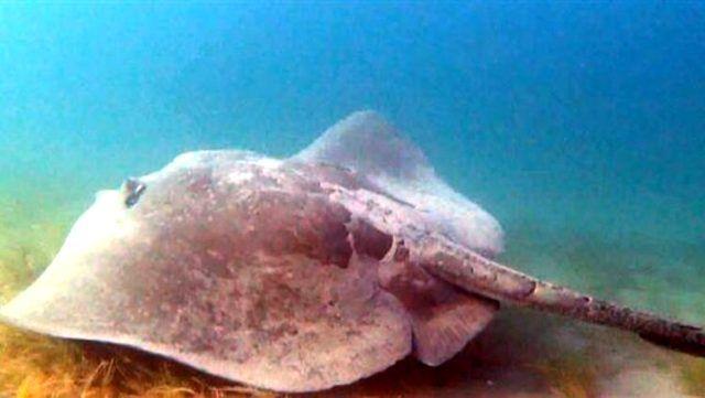44 yanda nl bir belgeselciydi, 'timsah avcs' diye lakab vard. Vatozun ani bir hamlesiyle hayatn kaybetmiti. Bu vatozlar kuyruklarn bir akrep gibi ok hzl ekilde kullanabilir ve haner eklinde olan kuyruundaki inesini de vcudunuza batrabilir ve o zehir sizi orada ldrebilir. Onun iin ok yaklamadan, korkarak da olsa heyecan dolu bir ekim yaptm. Bir an korkum daha da artt. Ama yine de bu dinozorlar andan kalm canly grntlemek iin son ana kadar devam ettim ekimlerime ve onunla birlikte derinliklere kadar yzdm. Sonra o karanlklarda kayboldu gitti. Bu byklkteki bir vatozu, ok tehlikeli olmasna ramen grntlemeyi baardm. Boyutlar da benim kameramn kadrajna smad. Onu yaklak 3 metre uzaklktan ektim. Tahminim, normal bir otomobil byklndeydi. Kuyruu da kolumdan daha kalnd. ok yaklamadan, uzaktan ekim yaptm."