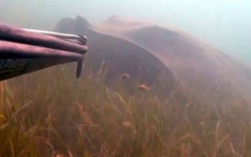 ANAKKALE'de zehirli ve ok tehlikeli olan yaklak 3 metre boyundaki vatoz baln grntleyen dalg Mjdat Turan, "Boazlarda bu byklkte bir vatozu ben ilk defa gryorum" diyerek "O an, vatoz tarafndan ldrlen nl belgeselci Steve Irwin'in aklma geldi. " ifadelerini kulland.